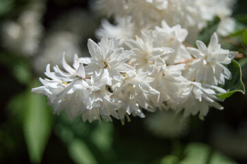 close up of white flowers