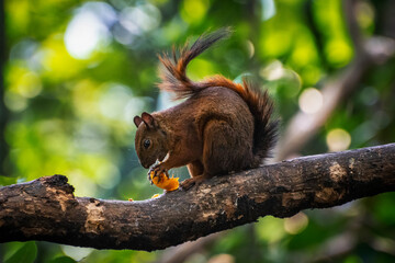 Squirrel eating fruit with beautiful bokeh 