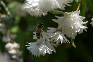 bee on white flower
