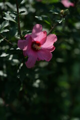 Obraz premium Light Pink Flower of Rose of Sharon in Full Bloom