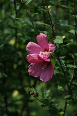 Light Pink Flower of Rose of Sharon in Full Bloom