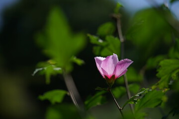 Light Pink Flower of Rose of Sharon in Full Bloom