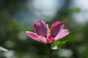 Light Pink Flower of Rose of Sharon in Full Bloom
