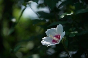 White Flower of Rose of Sharon in Full Bloom