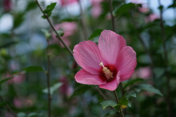 Obraz premium Light Pink Flower of Rose of Sharon in Full Bloom