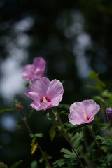 Obraz premium Light Pink Flower of Rose of Sharon in Full Bloom
