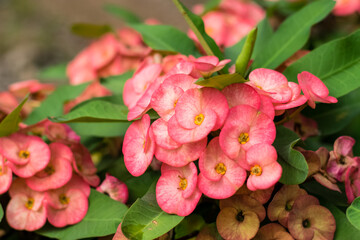 crown of thorns red flower