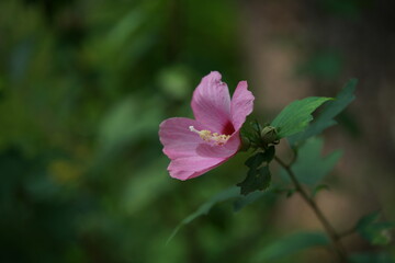 Light Pink Flower of Rose of Sharon in Full Bloom