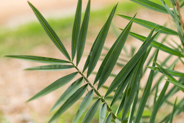 young date palm leaves