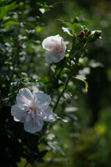 White Flower of Rose of Sharon in Full Bloom