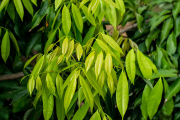 Green leaves Lychee tree