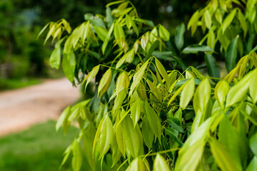 Green leaves Lychee tree
