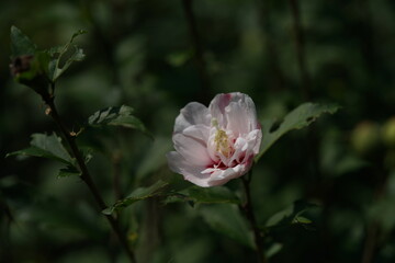 White Flower of Rose of Sharon in Full Bloom