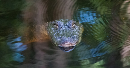 Alligator in the Marsh