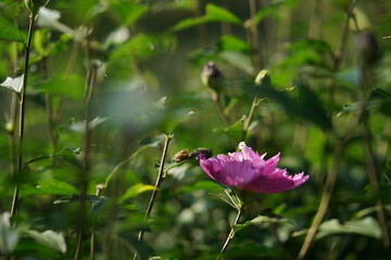 Double-petal, Light Pink Flower of Rose of Sharon