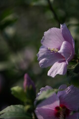 Obraz premium Light Pink Flower of Rose of Sharon in Full Bloom