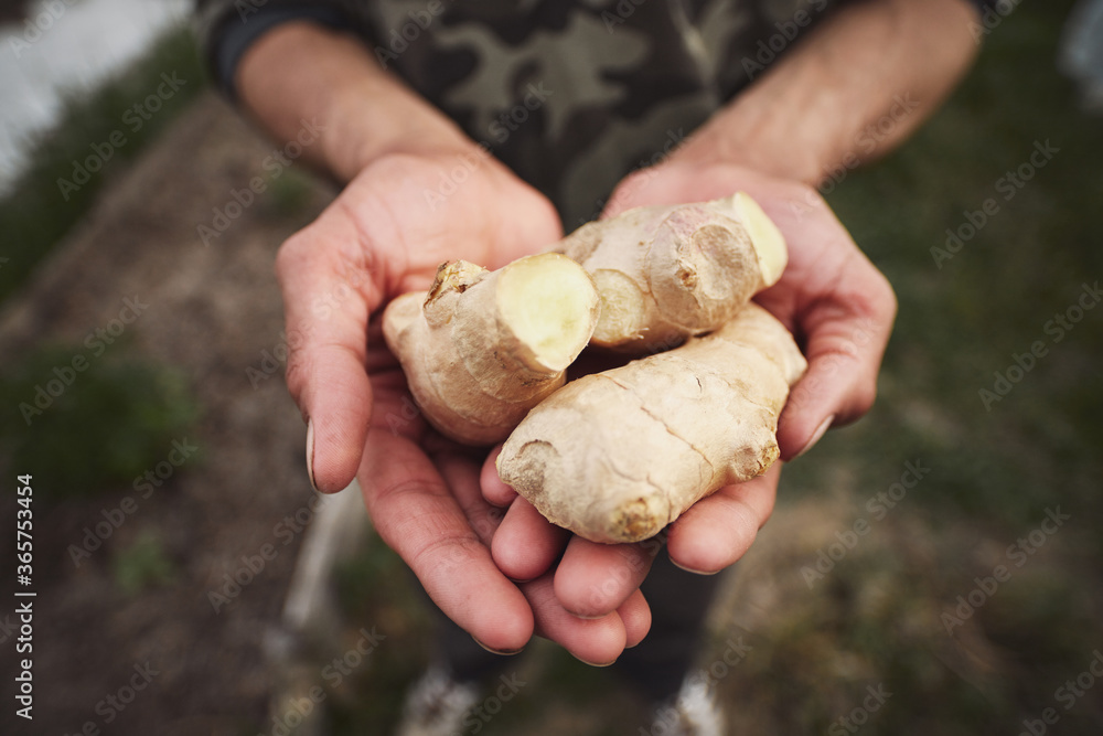 Poster young caucasian man planting ginger in his spring garden.