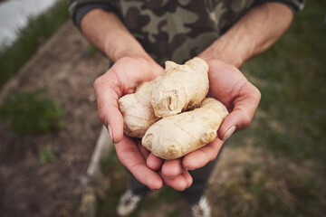 Young Caucasian man planting ginger in his spring garden.