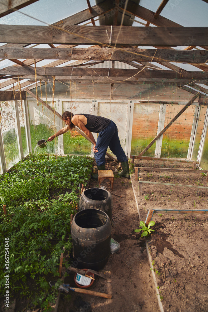 Wall mural Young Caucasian rural man watering seedlings in his greenhouse.