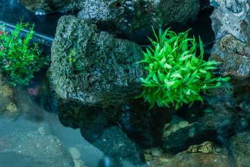 Rocks and plants in fish tank