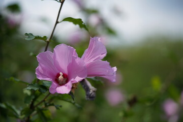 Light Pink Flower of Rose of Sharon in Full Bloom