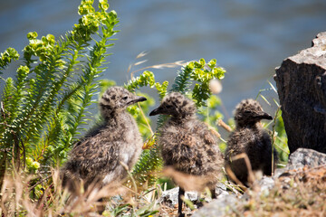 A  beautiful bird of family Laridae in sub-order Lari  young  brown speckled newly hatched chick is standing on the green grass on a cold winter day.