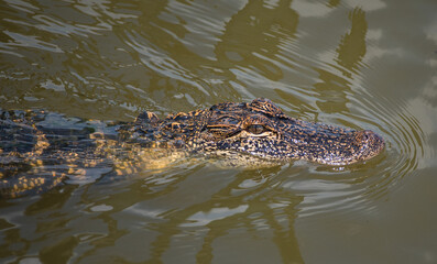 Alligator in the Marsh