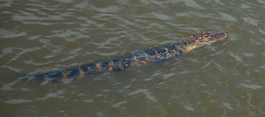 Alligator in the Marsh