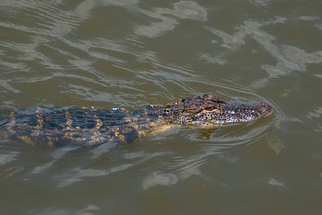 Alligator in the Marsh