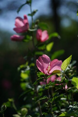Light Pink Flower of Rose of Sharon in Full Bloom