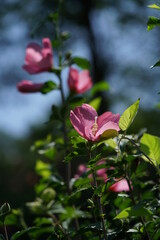 Light Pink Flower of Rose of Sharon in Full Bloom
