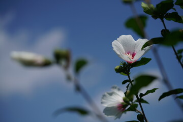 White Flower of Rose of Sharon in Full Bloom