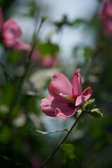 Light Pink Flower of Rose of Sharon in Full Bloom