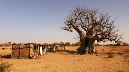 Fototapete Rund baobab © Paulina