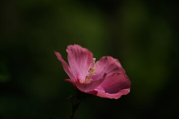 Fototapeta premium Light Pink Flower of Rose of Sharon in Full Bloom