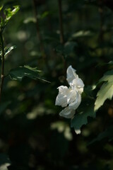 White Flower of Rose of Sharon in Full Bloom