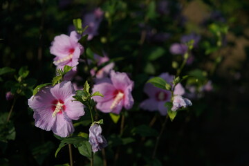 Obraz na płótnie Canvas Light Pink Flower of Rose of Sharon in Full Bloom