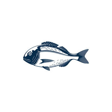 Gilt head bream isolated Sparus aurata saltwater fish. Vector Orata or Dorada fish of bream family Sparidae found in Mediterranean Sea. Icon of underwater animal with flounders, seafood