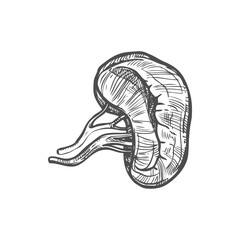Spleen sketch icon, internal organ isolated vector. Anatomy element, medicine and healthcare