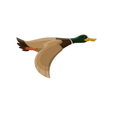 recommend clip art: Wild duck bird vector isolated icon. Hunt fowl mallard or zoo flying duck bird