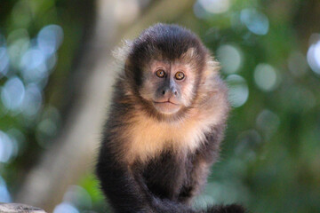 monkey baby cute