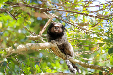 monkey on a tree macaco arvore