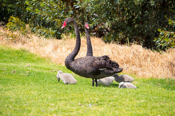 Unique West Australian black swans cygnus atratus  pen with some young cygnets newly hatched walking to the water in Big Swamp Bunbury Western Australia on a  cloudy afternoon  in spring.
