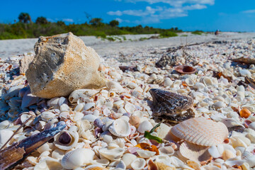 Horse Conch (Pleuroploca gigantea) the State Shell of Florida on top of Bivalve Seashells, Bowdens Beach, Sanibel Island,Florida,USA