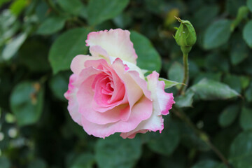 pink rose with rose bud