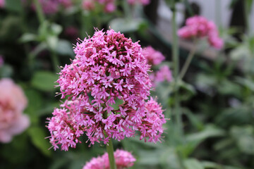 lilac flowers in the garden