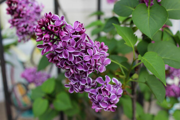 Obraz premium lilac flowers in the garden