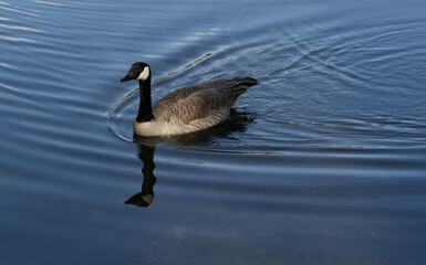 Canadian Goose and on pond with reflection
