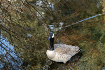 Goose in a park pond