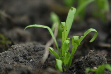 Young Plant in Dirt